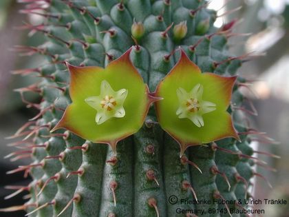 Hoodia flava 1 – Asclepidarium