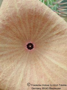 Hoodia gordonii (Escarpment) 4 – Asclepidarium