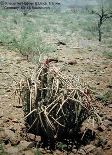 Hoodia gordonii Namibia 2 – Asclepidarium