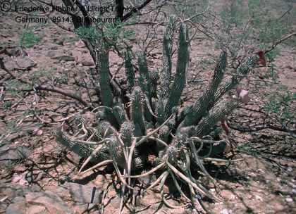 Hoodia gordonii vielleicht Nähe Helmeringhausen Namibia 1987 – Asclepidarium