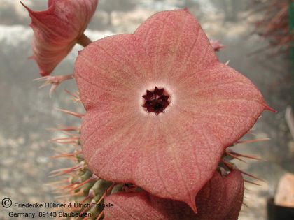 Hoodia juttae-Hybride (cf F2 x pilifera) (UTS02,017) 001 – Asclepidarium