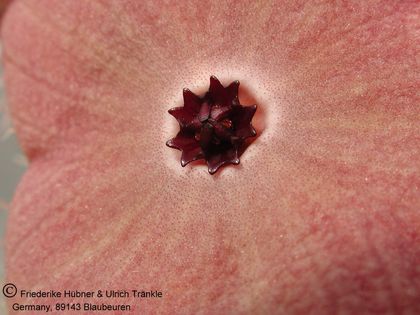 Hoodia juttae-Hybride (cf F2 x pilifera) (UTS02,017) 002 – Asclepidarium