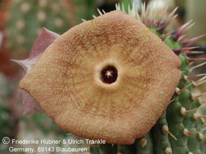 Hoodia juttae x cf parviflora 1 – Asclepidarium