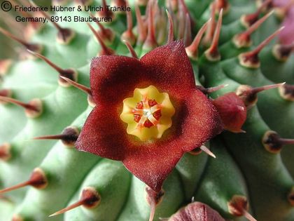 Hoodia officinalis Nauchos Namibia 4 – Asclepidarium