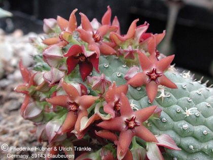 Hoodia pedicellata NK 16 km E Hentjiesbay 2 – Asclepidarium