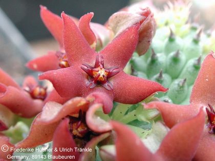 Hoodia pedicellata NK 16 km E Hentjiesbay 3 – Asclepidarium