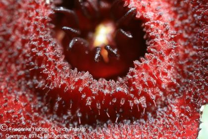 Hoodia pilifera ssp annulata (UTS03,010) 010 – Asclepidarium