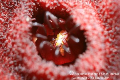 Hoodia pilifera ssp annulata (UTS03,010) 012 – Asclepidarium