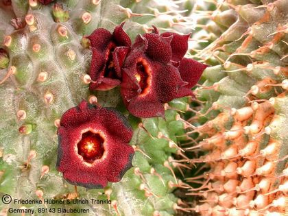 Hoodia pilifera ssp pilifera (UTS06,009) 2 – Asclepidarium