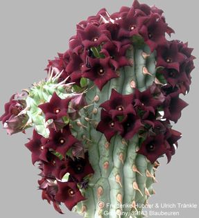 Hoodia triebneri 5 – Asclepidarium