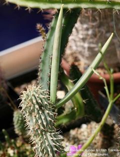 Hoodia triebneri fruit 001 – Asclepidarium