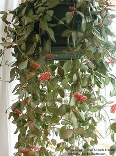 Hoya bilobata 1 – Asclepidarium