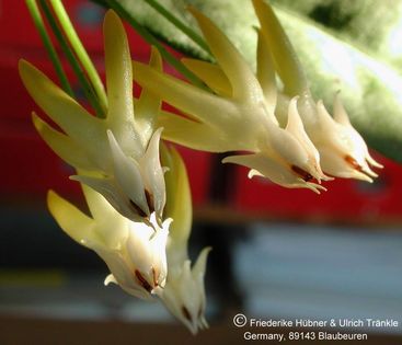 Hoya multiflora Shooting Star 2 – Asclepidarium