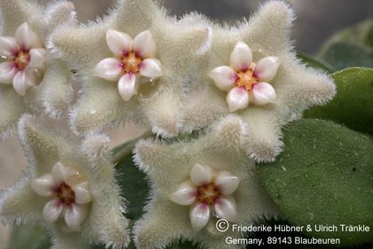 Hoya serpens 004 – Asclepidarium