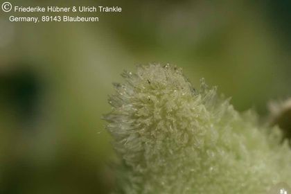Hoya serpens (FH05,136) 008 – Asclepidarium