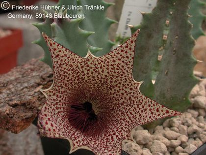 Huernia barbata DMC11539 1 – Asclepidarium