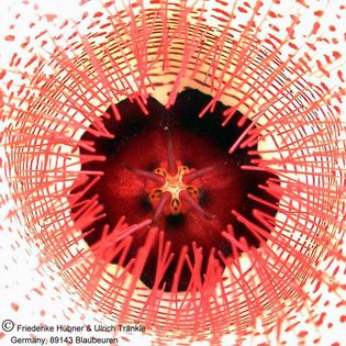 Huernia barbata DMC11539 (Halfway to Huntsdrift from Trefu) (sec. clone) 2 – Asclepidarium