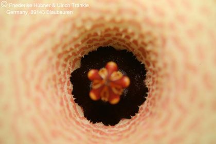 Huernia boleana x thudichumii (FH07,237) 003 – Asclepidarium