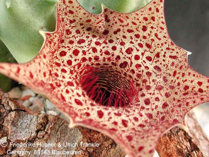 Huernia campanulata (FH02,001) 3 – Asclepidarium