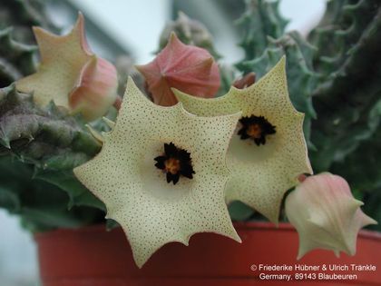Huernia cf. namaquensis Blüte 1 – Asclepidarium