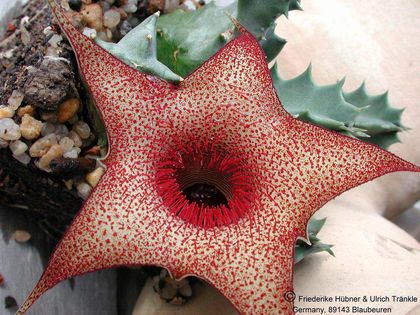 Huernia clavigera Blüte 1 – Asclepidarium