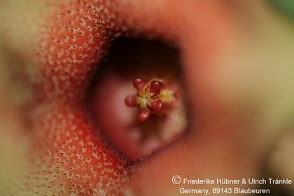 Huernia consinna x laevis f. Harras (FH06,136) 004 – Asclepidarium