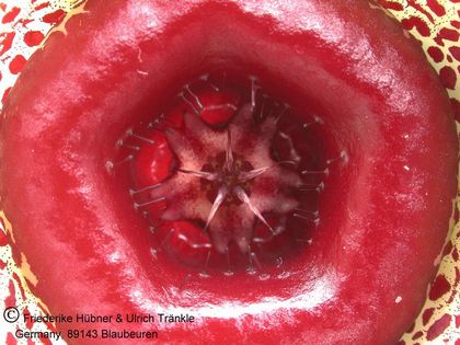Huernia guttata var. calitzdorpensis JIL126 (Kruisrivier, ENE of Calitzdorp) 3 – Asclepidarium