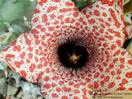 Huernia hislopii Äthiopien Blüte1 – Asclepidarium