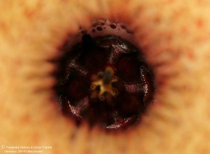 Huernia hislopii ssp cashelensis (FH06,035) 005 – Asclepidarium