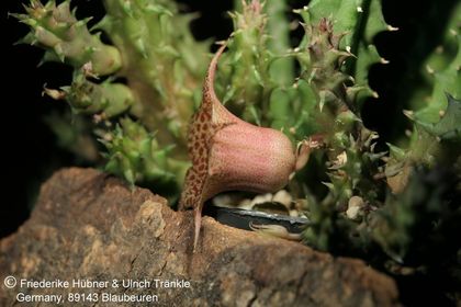 Huernia hislopii ssp cashelensis (FH07,152) 003 – Asclepidarium