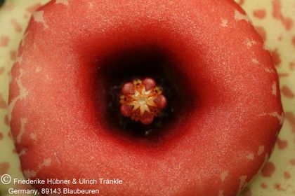 Huernia humilis (PVB 5971; RSA, SW Fraserburg) (FH05,050) 003 – Asclepidarium