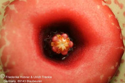 Huernia humilis (PVB 5971; RSA, SW Fraserburg) (FH05,050) 006 – Asclepidarium