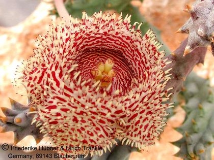 Huernia hystrix (FH04,016) 2 – Asclepidarium
