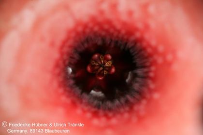 Huernia insigniflora x cf barbata) (FH06,236) 006 – Asclepidarium