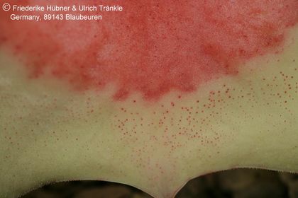 Huernia insigniflora x cf barbata) (FH06,236) 007 – Asclepidarium