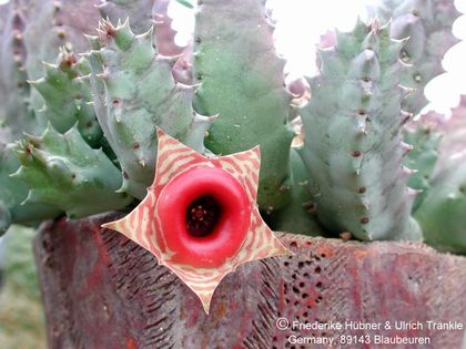 Huernia insigniflorae 1 – Asclepidarium