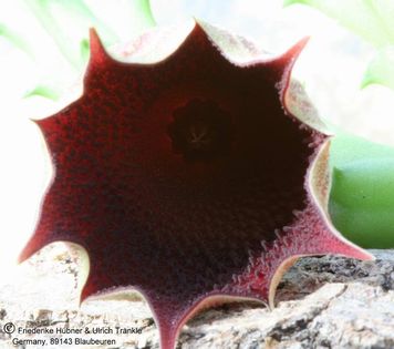 Huernia keniensis var nairobiensis 002 – Asclepidarium