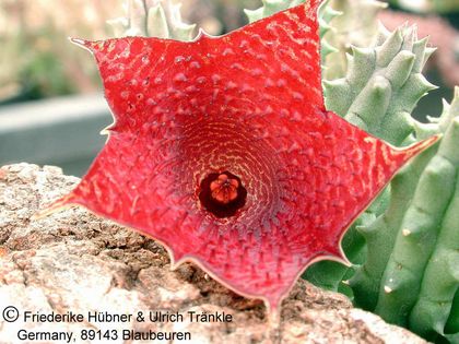 Huernia kennedyana x H keniensis Spontan-Hybride 3 – Asclepidarium