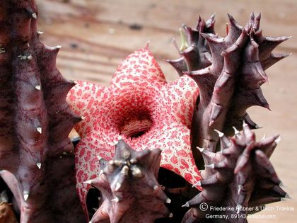Huernia kirkii Blüte – Asclepidarium