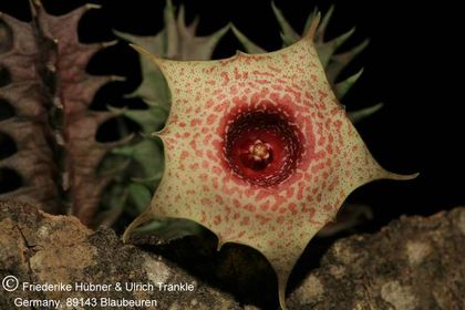Huernia laevis (F2 aff laevis) (FH05,143) 002 – Asclepidarium