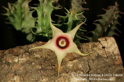 Huernia laevis (F2 aff verekeri) (FH05,142) 003 – Asclepidarium