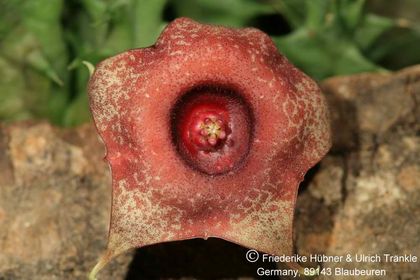 Huernia laevis F2 (dunkle Form) (FH05,146) 002 – Asclepidarium