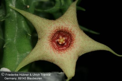 Huernia laevis F2 (helle Form) (FH05,150) 003 – Asclepidarium