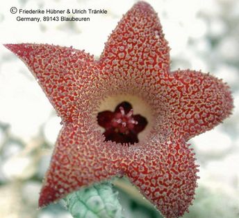 Huernia longii 3 – Asclepidarium
