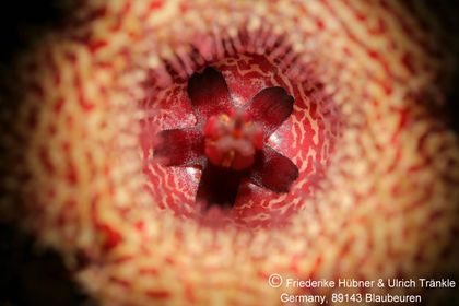 Huernia longii subsp. longii (Barad 11570, Uitenhage, Groendaal DAW, Cape) (FH04,106) 005 – Asclepidarium