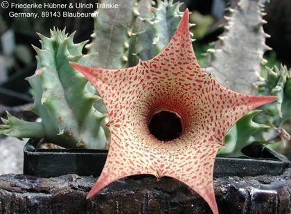 Huernia longituba 1 – Asclepidarium
