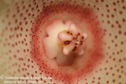Huernia marnieriana (FH08,053) 007 – Asclepidarium
