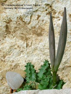 Huernia namaquensis Frucht 1 – Asclepidarium