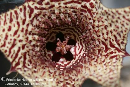 Huernia nigeriana (FH04,010) 001 – Asclepidarium