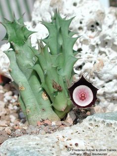 Huernia oculata Habitus – Asclepidarium